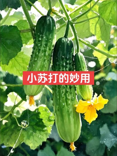 小苏打的妙用，看来一起学习吧#种植小技巧 #每天分享蔬菜种植技巧 #农业植保