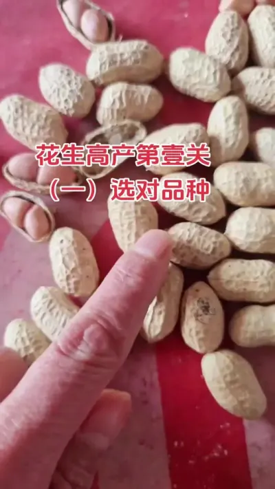 花生怎样管理才能达到高产#心系三农服务三农 #抖音助农扶农 #农业种植 #花生 #农业人