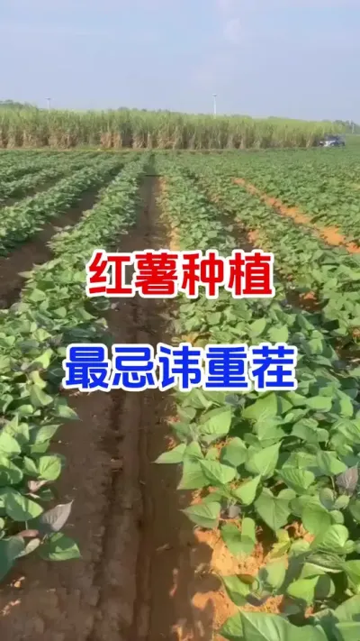 红薯种植最忌讳重茬#红薯种植 #红薯重茬种植 #土壤改良 #红薯高产#种植小技巧