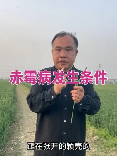 赤霉病发生条件 正在扬花、空气湿度连续湿、有点风助力，三者缺一不可！#农业种植技术
