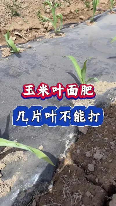 玉米叶面肥，几片叶不能打#三农 #玉米种植 #农业 #玉米 #春耕