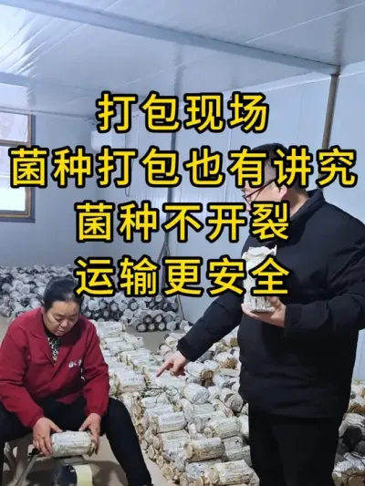 平菇种植，我们这样打包菌种不开裂，运输更安全。#平菇菌种 #平菇种植 #食用菌栽培种 #栽培种