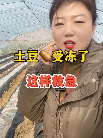 土豆受冻害了，怎么来救急#土豆种植 @抖音小助手