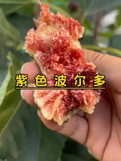 开挂区的无花果有多强？我基本天天摘果吃。没办法，我这里不落叶，修剪2-3月份。#无花果 #盆栽无花果 #记录我的种植生活 #盆栽果树 #紫色波尔多