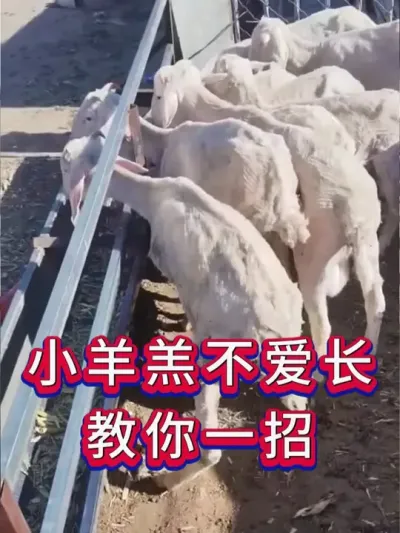 小羊羔不爱长教你一招 #养羊养羊人 #新手养羊