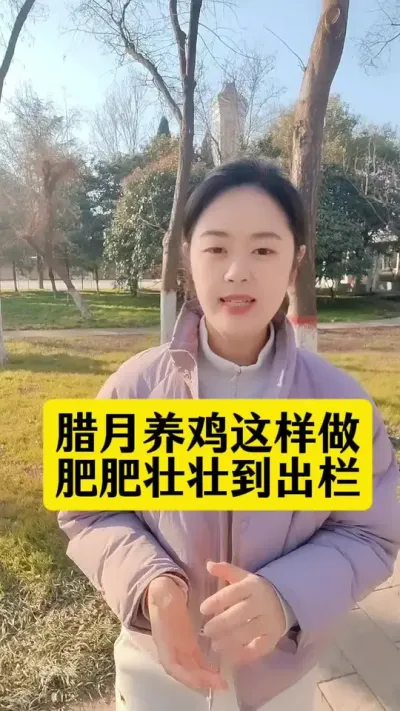 腊月养鸡这样做，鸡群肥壮到出栏#养鸡#养鸡妙招#科学养鸡#散养土鸡