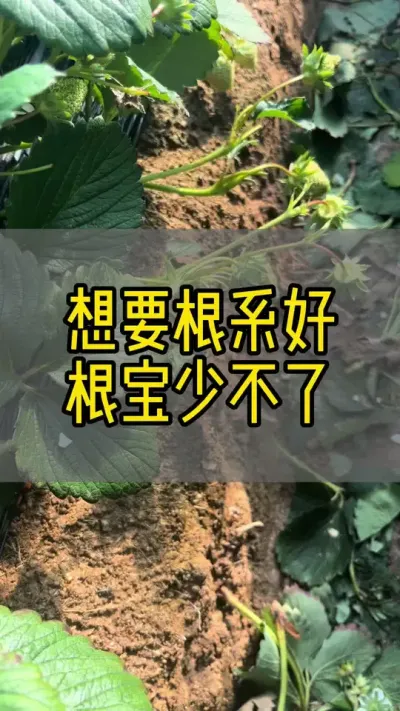 想要根系好，根宝少不了#草莓种植 #新农人计划2024 #dou来一起种草莓