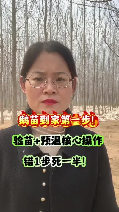 鹅苗到家第一步！验苗+预温核心操作错1步死一半！#养鹅人 #狮头鹅 #养鹅技术分享 #每天分享养殖技术和经验 #鹅苗