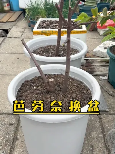 芭劳奈无花果修根花盆，千万别用透明水桶种无花果，不然没点力气你根本拔不出来！#记录我的种植生活 #盆栽果树 #盆栽无花果#芭劳奈无花果 #无花果生长过程