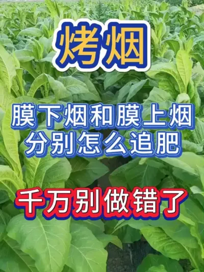 膜下烟破膜时追肥，千万要注意 #烤烟种植技术与管理 #烤烟种植 #烟草种植 #烤烟 #农业种植