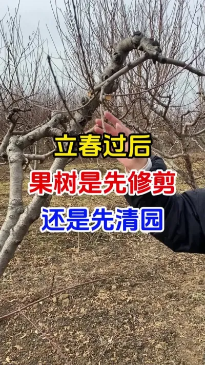 立春过后先修剪还是先清园#果树种植#果树清园#清园剂#病虫害防治#果园管理