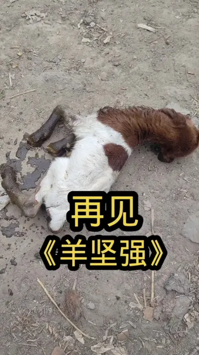 #农村养羊人 #养羊 #养羊人