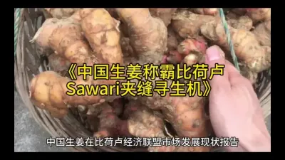 《中国生姜称霸比荷卢，Sawari夹缝寻生机》#强烈推荐 @云食界展贸服务平台