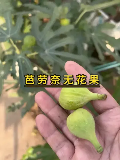 种无花果的经验之一，千万别让它在挂果期旱到，不然你就能收获一堆小果子。#记录我的种植生活 #楼顶菜园 #盆栽果树 #无花果#芭劳奈无花果