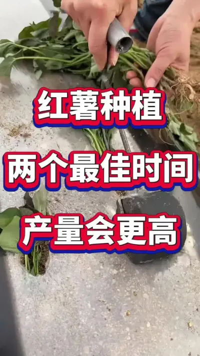 红薯种植最佳合适时间#红薯种植 #红薯高产种植 #红薯种植时间 #红薯管理 #红薯高产