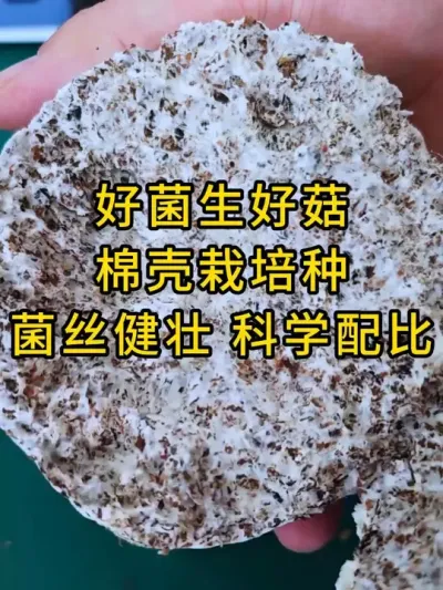 平菇种植，好菌生好菇，需要优质棉壳栽培种的联系我#平菇种植 #平菇菌种 #食用菌栽培种 #栽培种