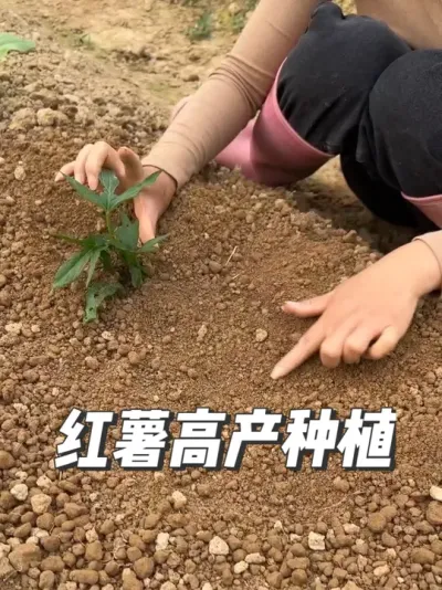 红薯的种植方法，方法对了产量才高。 #农业种植 #三农 #学种菜 #种植小技巧 #红薯高产种植