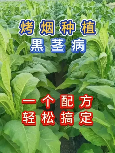 烤烟黒茎病，一个配方，轻松搞定 烤烟黒茎病，一个配方，轻松搞定#服务三农支持三农 #病虫害防治 #烤烟种植技术与管理 #烤烟种植 #烤烟