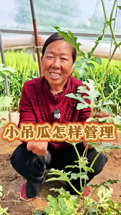 小吊瓜怎样管理#种植小技巧 #西瓜种植 #生菜杨姐 @DOU+小助手 @DOU+上热门