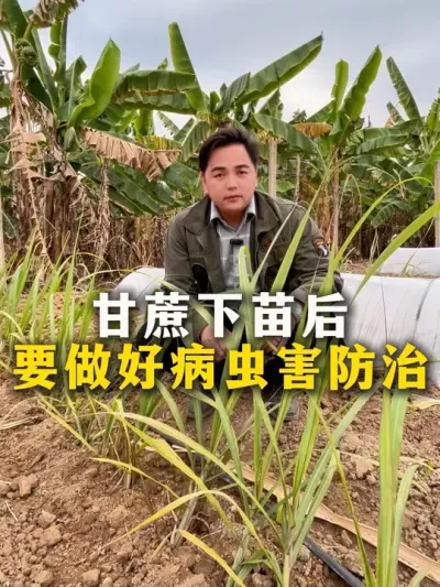 甘蔗下苗后，要做好病虫害防治#种植小技巧 #甘蔗种植 #农业种植 #三农 #甘蔗