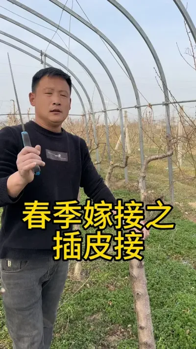 #农业种植技术 #果树管理 #果树种植管理 #分享农业知识帮农民增产增收 #嫁接技术 @抖音小助手 @抖音热点宝 @抖音创作者中心