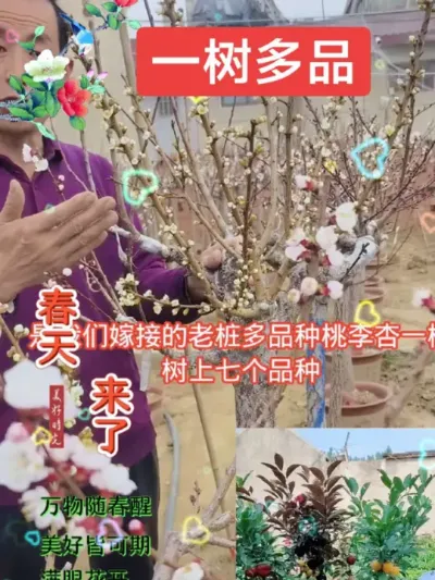 一树嫁接多个品桃李杏，即好看又好吃#别墅庭院植物 #抖音助农 #一树多果 @抖音上热门 @DOU+小助手