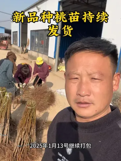 #乡村致富带头人 #分享农业知识帮农民增产增收 #抖音助农 #新品种桃苗 #抖音创作者服务中心 @抖音创作小助手 @抖音热点 @抖音小助手