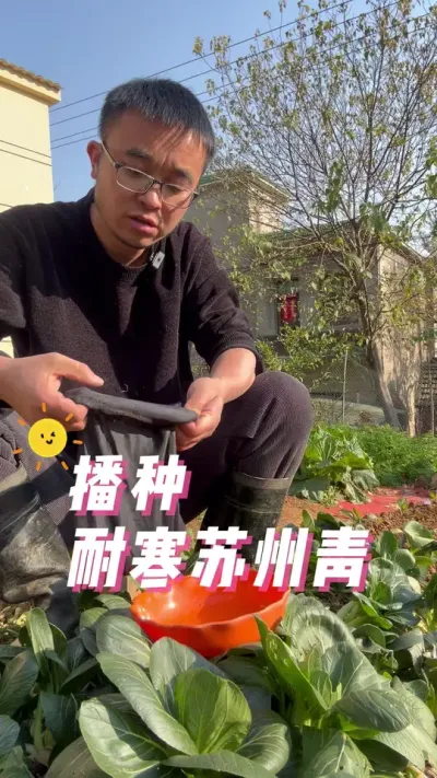 苏州青怎么种？播种苏州青方法#我的小菜园 #关注我一起学种菜 #种植小技巧 #我爱种菜 #自己种的纯天然的绿色蔬菜