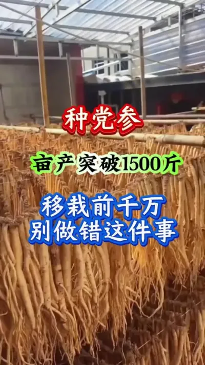 党参种植 种党参亩产突破1500斤移栽前千万别做错这件事 #党参种植 #党参高产 #党参管理