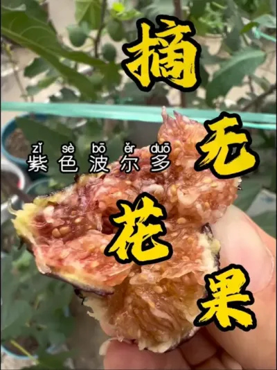 盆栽的小波只要养成大树型，果子能吃两三个月，果真多！#盆栽果树 #记录我的种植生活 #盆栽无花果#无花果生长过程 #紫色波尔多