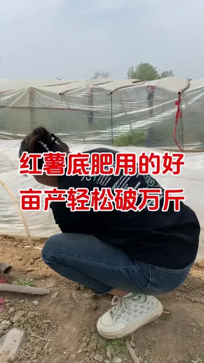 红薯底肥用的好，亩产轻松破万斤#红薯种植#红薯底肥#红薯管理#红薯高产