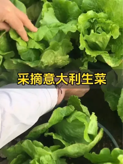 意大利生菜剥叶子吃能吃久一些，又是扣扣搜搜的一天！#记录我的种植生活 #楼顶菜园 #阳台盆栽 #一份耕耘一份收获 #自己种的纯天然的绿色蔬菜