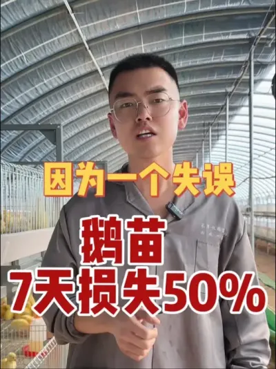 是什么？因为这一个失误7天鹅苗损失50%！两千只鹅就剩一千了！这是很多养鹅新手经常碰到也很容易忽略的问题！今天仔细给您讲解！教你轻松避坑！点赞加关注！养鹅不迷路！#养鹅技术分享 #养鹅人 #养鹅技术找