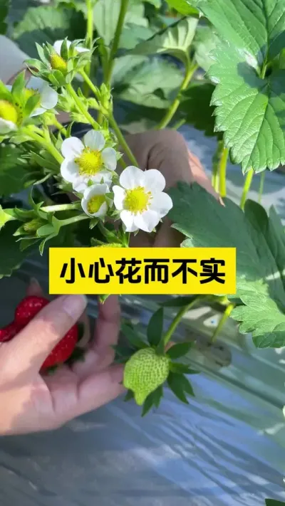 寒潮即将来袭，棚内注意保温！#启明大师姐 #草莓种植管理技术和方法 #草莓种植 #又是一年春耕时 #美好乡村春耕季