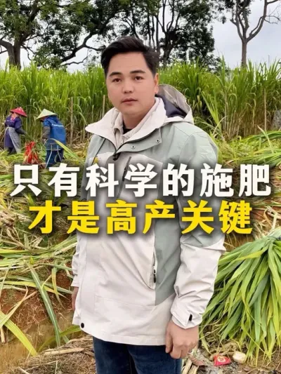 只有科学的施肥
才是高产关键#种植小技巧 #甘蔗种植 #甘蔗#农业种植 #肥料