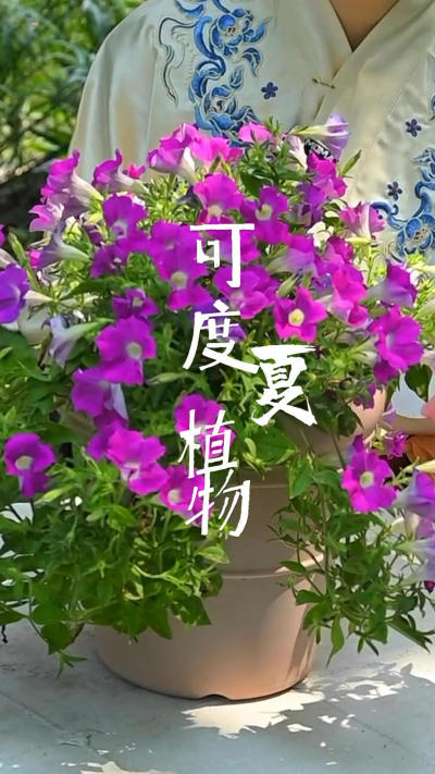 这么优秀可度夏的花怎么没人种呢？夏天到了
简单，易活，可度夏的花你可知道有哪些吗？
#夏天[话题]# #喜阳植物[话题]# #耐热的花[话题]# #夏季植物[话题]#