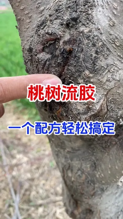 桃树流胶一个配方轻松搞定#果树种植#果树流胶#流胶病怎么治 #果园管理