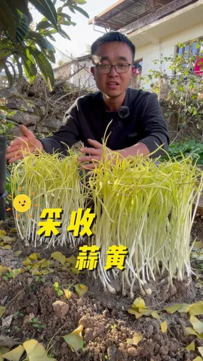 采收蒜黄啦&hellip;蒜黄种植方法#关注我一起学种菜 #种菜 #种植小技巧 #记录我的种植生活 #我的小菜园