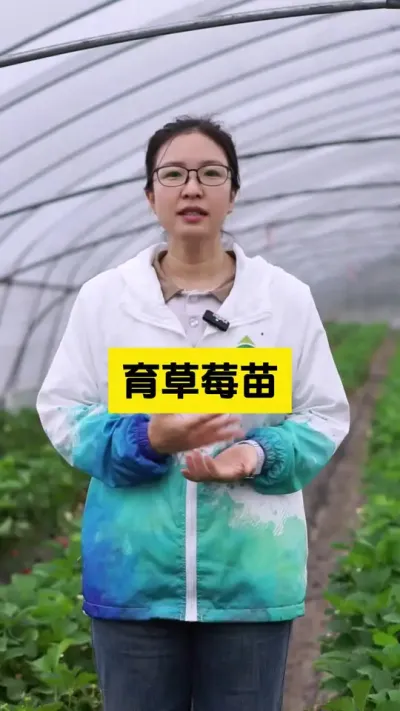 育草莓苗的莓友们，一定要注意这几个细节！#启明生物大师姐 #草莓种植管理技术和方法 #农业种植 #新农人计划 #三农