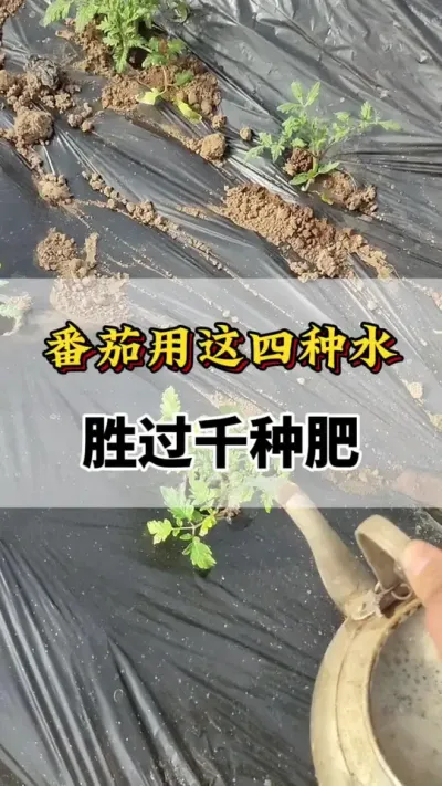 番茄用这四种水，胜过千种肥#番茄浇水口诀 #番茄种植 #番茄施肥技术 #番茄高产 #三农流量扶持计划