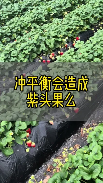 #新农人计划2024 #抖音助农 #草莓种植 #dou来一起种草莓 冲平衡会造成紫头果么