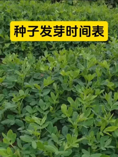 种子发芽时间表#服务三农支持三农 #三农种植 #新农人计划 ##农业种植