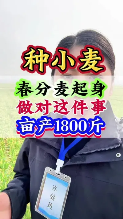 春分麦起身 做对这件事 亩产1800斤#小麦 #高产小麦 #小麦管理 #种小麦 #小麦种植管理技术