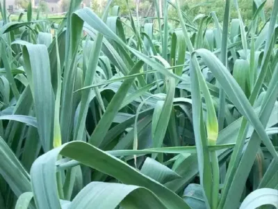 大蒜的超高产冬季管理#大蒜种植技术 #大蒜种植 #种大蒜的正确方法 #大蒜管理 #冬季种蒜的正确方法