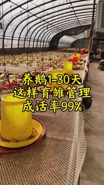 #禽病技术指导 #肉鹅 #养鹅人 #鹅 #养鹅技术分享