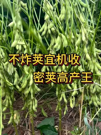 抗病强不倒伏，大颗粒高蛋白，亩产700斤的新品种大豆 #服务三农支持三农 #抖音助农 #种子 #产量特别高