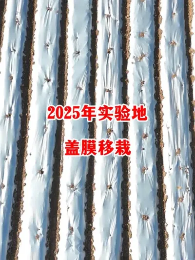 2025年露天实验地准备移栽#辣椒种植 #辣椒 #小米辣 #线椒 #来抖音学农技