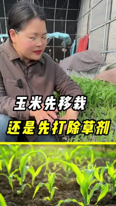 玉米先移栽还是先打除草剂#玉米种植 #玉米 #三农 #玉米移栽#玉米除草剂