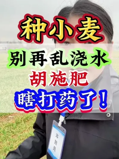 小麦别再乱浇水、胡施肥、瞎打药了#小麦 #小麦管理 #小麦高产 #小麦种植 #病虫害防治