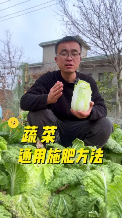 蔬菜作物通用施肥方法，蔬菜生长期、花芽分化期、结果期怎么施肥？#关注我一起学种菜 #种植小技巧 #我的小菜园 #记录我的种植生活 #自己种的纯天然的绿色蔬菜